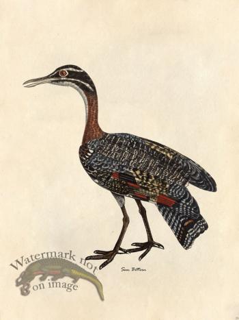 Sun Bittern - Tribute Bd 29